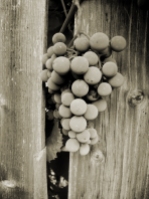 bW-grapes-on-vine